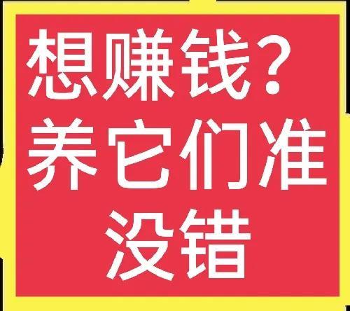 十个不用担心销路的养殖项目(1)一般人我不告诉他，看完请收藏