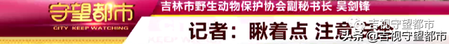 一群狐狸“组团”进村，没人招呼自己进屋…