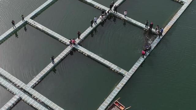 鲢鱼经济效益不错，掌握养殖鲢鱼的技巧，养出肥美大鲢鱼