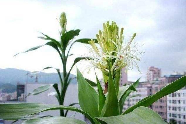 几分钱的小药片，加水里养富贵竹，枝繁叶茂开白花，真是好兆头