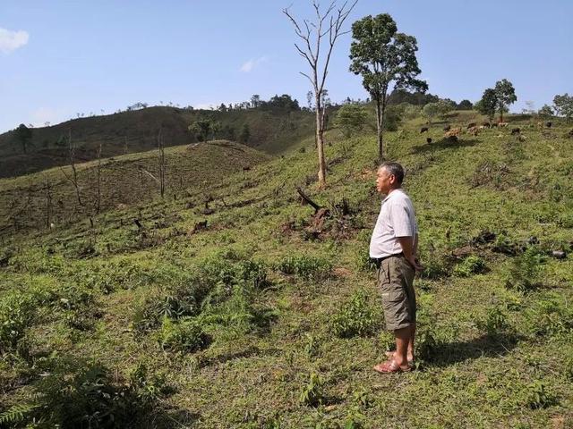 陶挎平：高山上的养牛倌