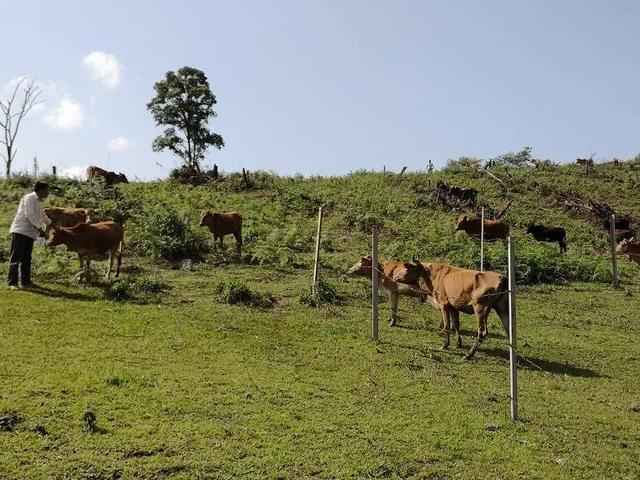 陶挎平：高山上的养牛倌