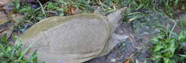 魅力山瑞鳖：生物学揭秘与养殖秘籍