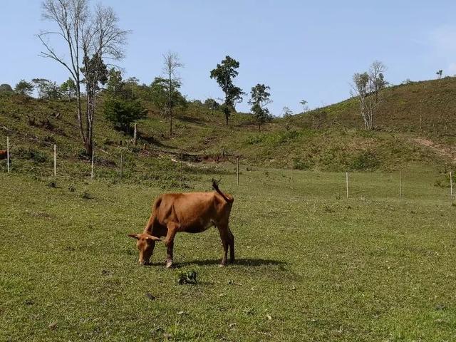 陶挎平：高山上的养牛倌