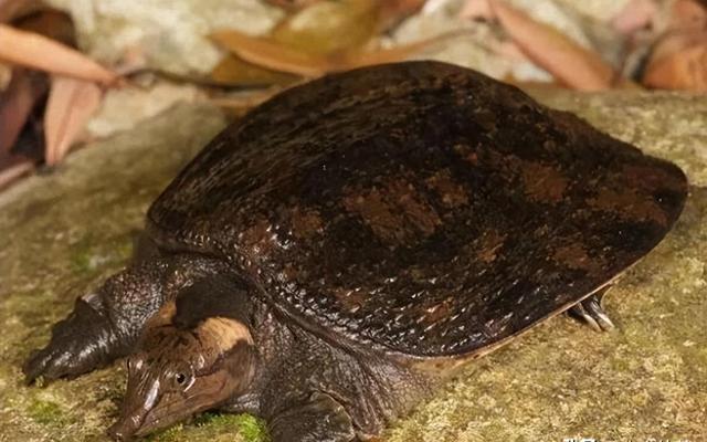 魅力山瑞鳖：生物学揭秘与养殖秘籍