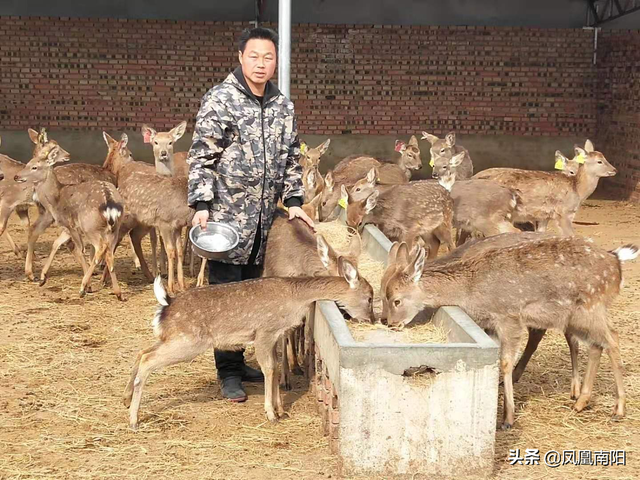 养殖梅花鹿-邓州市夏集镇丁长伟特色产业拓宽群众致富路