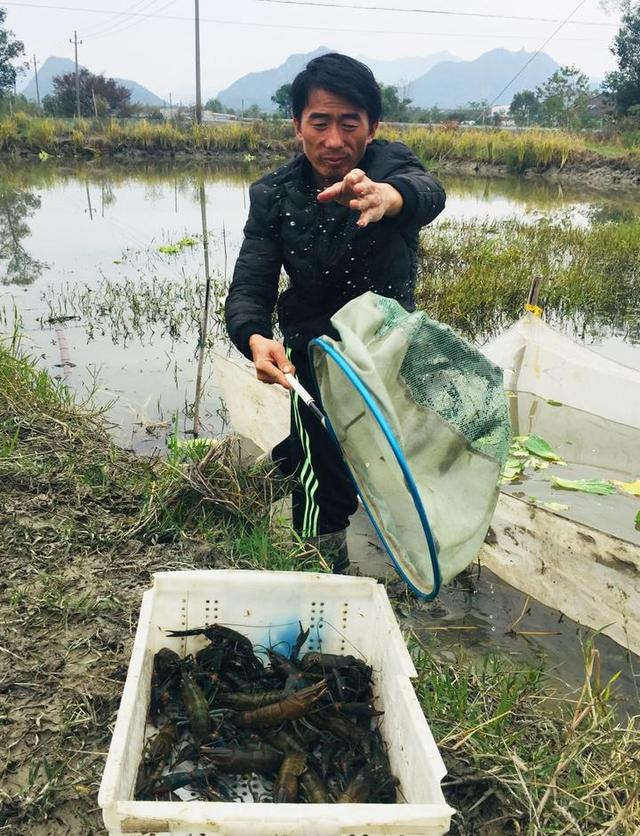 苍南科技养殖——澳洲龙虾上市！规模达15亩