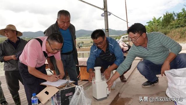 水上种稻 水里养鱼 西双版纳州首个“稻鱼共生”示范基地水稻种植成功