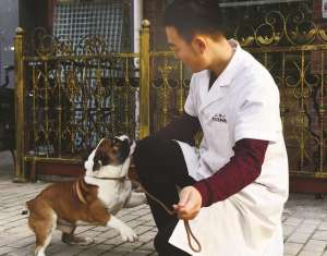 养殖泰迪犬赚钱吗(一条名犬曾被炒到上百万元，无锡宠物狗迎来泰迪老龄化时代)