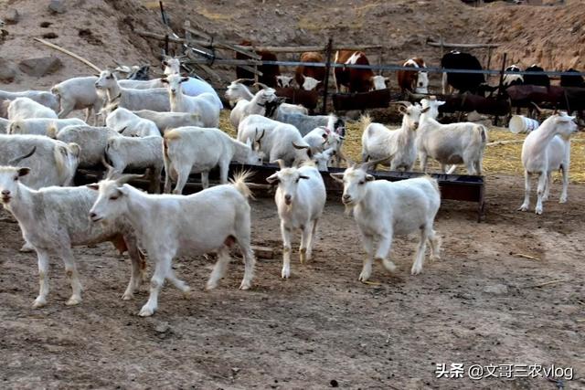 山林养殖是个好项目，养鸡或养羊，怎么扩大自己市场竞争优势