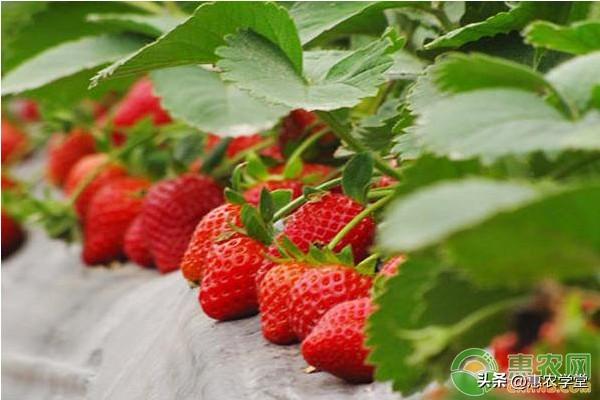 种植草莓从选苗开始：优质的草莓苗及批发价格介绍