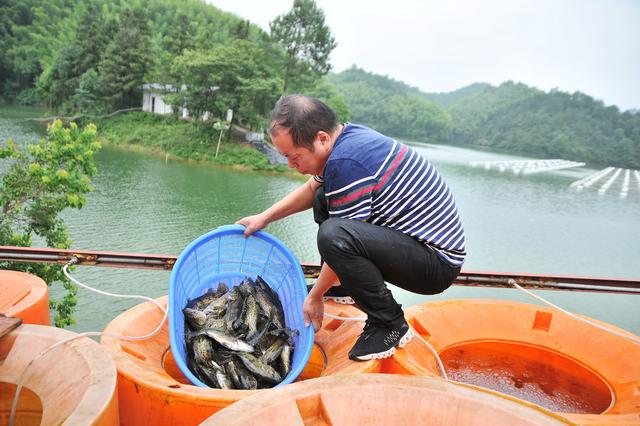 农民养殖鳜鱼需求量大，价格也高，该不该养殖呢？