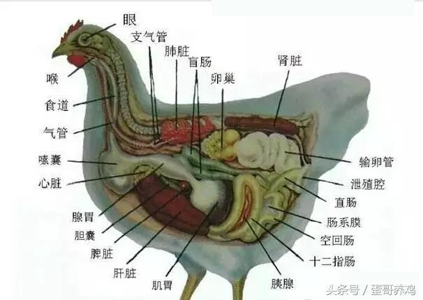 划重点！农村养鸡人不可不知的养殖小知识