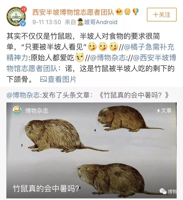 竹鼠真的会中暑嘛？我好担心它