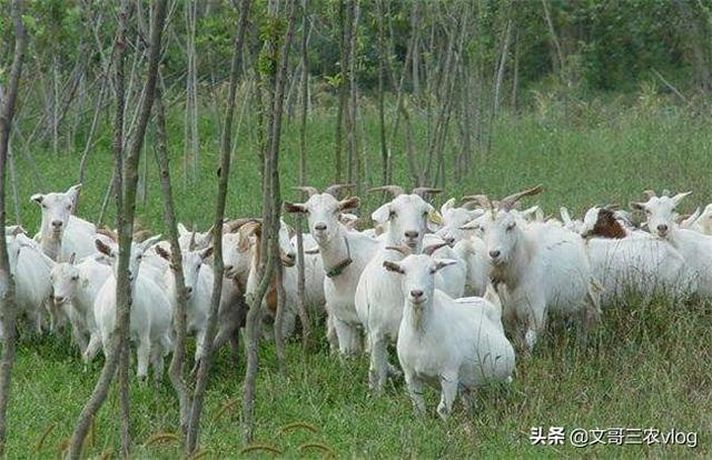 山林养殖是个好项目，养鸡或养羊，怎么扩大自己市场竞争优势