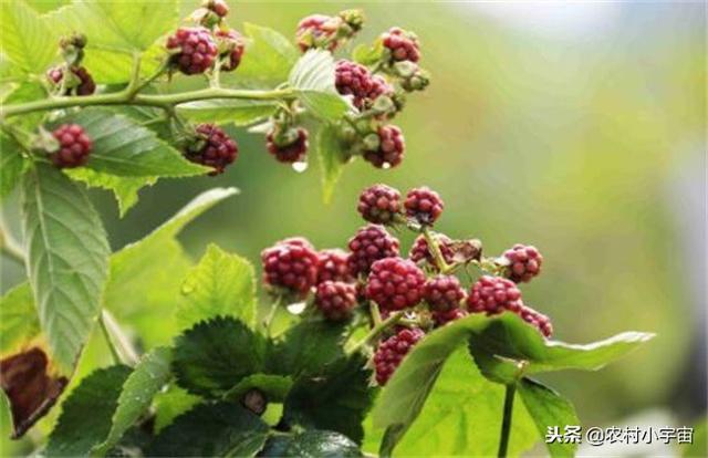 覆盆子怎样种植种植栽培好呢？总结下……