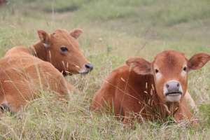 赤峰肉牛养殖(内蒙古赤峰市：肉牛改良好 养殖效益高)