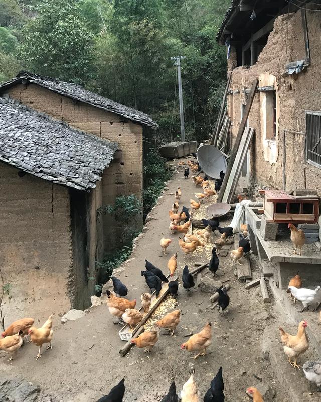 科学养殖土鸡技术+成本控制+销售渠道=养土鸡赚钱