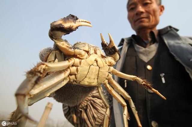 寒地河蟹扣蟹应该如何培育这些技术要点掌握了让你产量增值