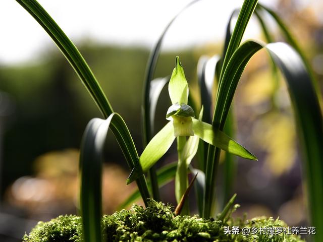 新手种植兰花要知道，兰花施肥6禁忌不要犯，核心技巧其实很简单