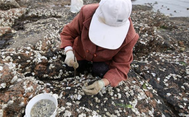 周末去连江海边挖小海蛎去