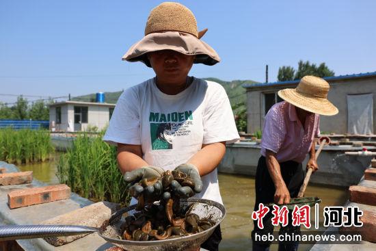 河北迁西：水蛭养殖 走出别样“蛭”富路