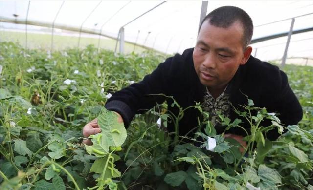 沭阳农民60亩田种豆得豆虫一亩收入超6000，买房买车不简单，啥样