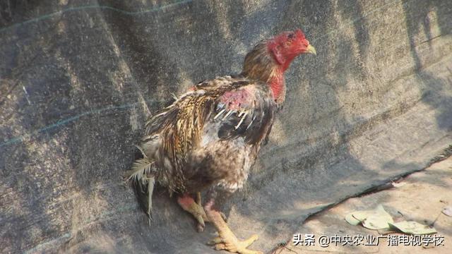 【田间示范秀】从擂台走向餐桌的斗鸡