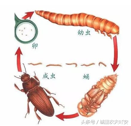 黄粉虫人工饲养教程