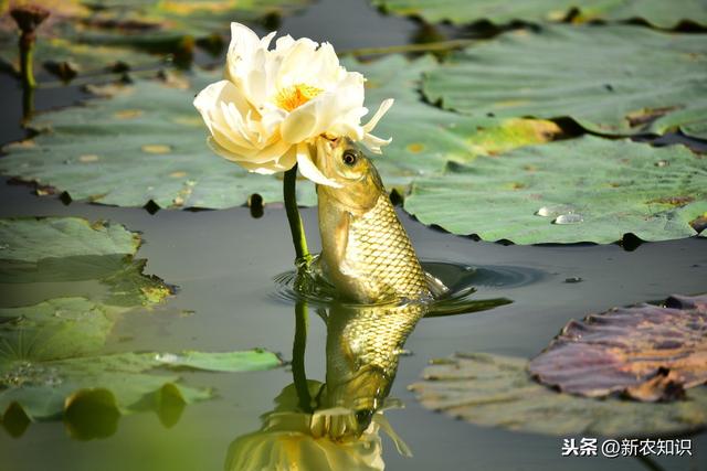 草鱼养殖新技术，如何进行日常管理，草鱼常见疾病的防治方法