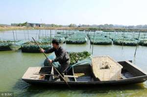 黄鳝养殖用药(防治鳝鱼病，对症下药讲方法，才能药到病除)