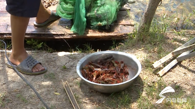 「乡村振兴 济宁样板」鱼台：藕田套养龙虾 推动村民致富