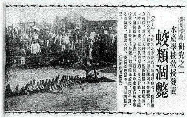 “长江走蛟”是咋回事？蛇最长能活多久，500年大蛇真能化蛟吗？