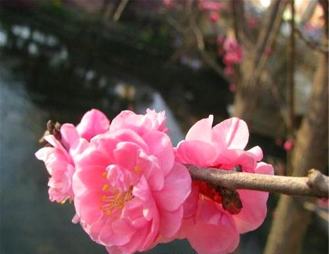 养护梅花时注意这几招，您也可以很容易将梅花养成盆景