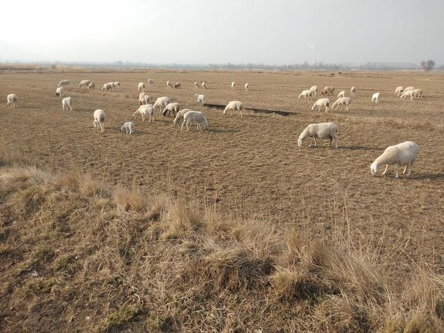 养羊路上多艰辛，这4点养羊心得，花再多钱都买不到