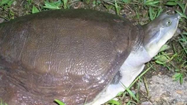 魅力山瑞鳖：生物学揭秘与养殖秘籍