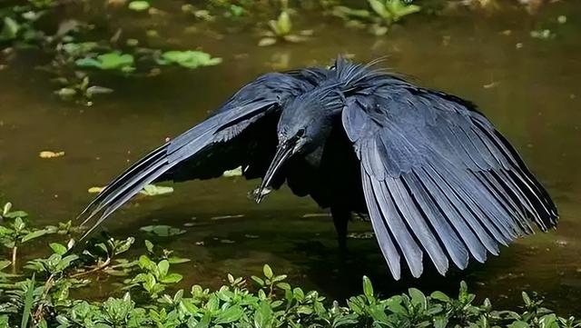 20张罕见生物照：髯鹫会‘‘化妆’’吗？