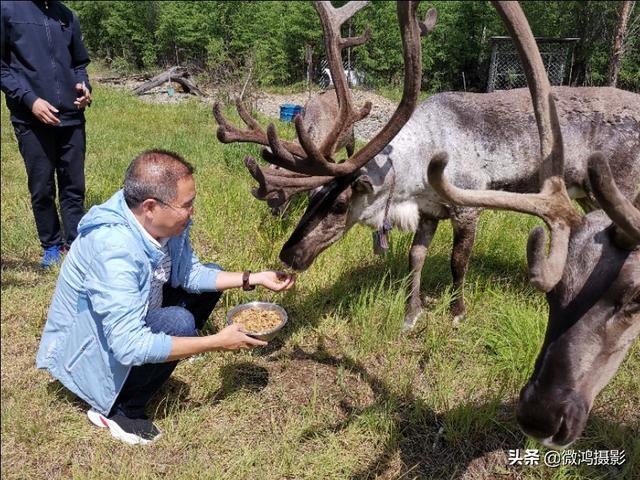 驯鹿的故乡---呼中飞虎山驯鹿园