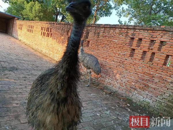 鄂州一动物园动物都是画在墙上？记者调查原是一家梅花鹿养殖场