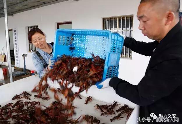 铜陵小龙虾闯出大市场——探秘钟鸣镇姚氏小龙虾养殖家庭农场