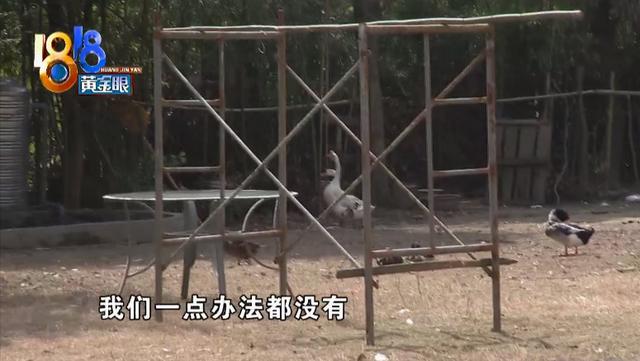 高档别墅区变成“养殖场”，鸡鸭鹅品种丰富