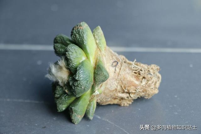 几个哥斯拉牡丹，为了它们，我花了不少钱