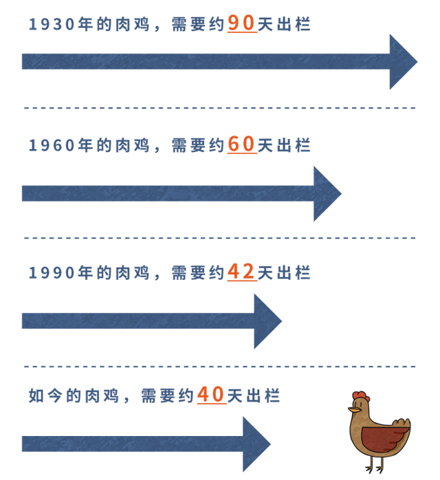 40天出栏的速成鸡，含有大量激素，有害还致癌？不敢吃的人看看吧