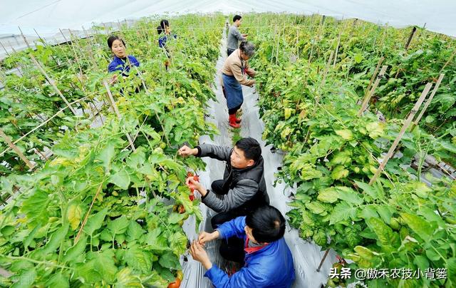 秋季大棚蔬菜高产种植有技巧，棚内5条管理事项要抓好