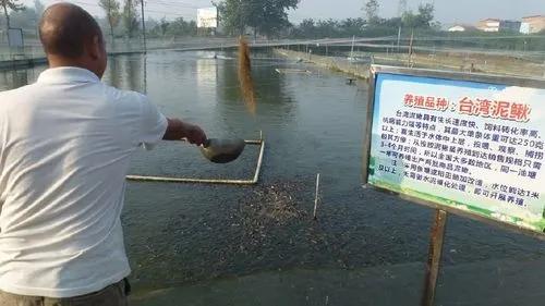 大刺鳅人工养殖技术，及其疾病防治管理