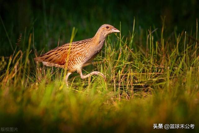 什么是“三有”动物？常见的有哪些？捕杀就判刑？这些你需知道