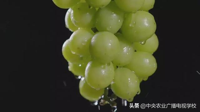 【田间示范秀】大棚种葡萄 青蛙来帮忙