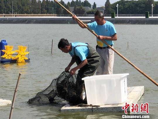 江苏三地大闸蟹产区：大批螃蟹“上岸”“盛产”致富“蟹经”