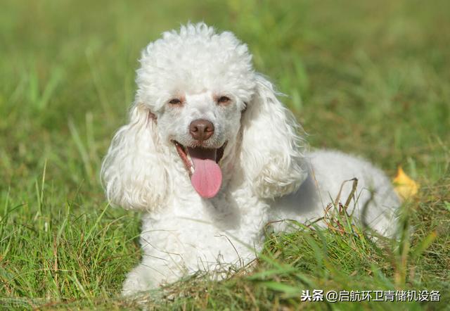 养殖宠物狗利润很高金毛犬，拉布拉多，贵宾、小鹿犬等更适合养殖