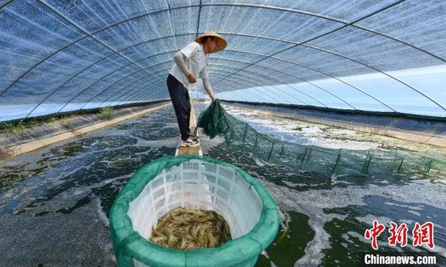 南美白对虾“定居”黄河边 山西永济盐碱地变“聚宝盆”